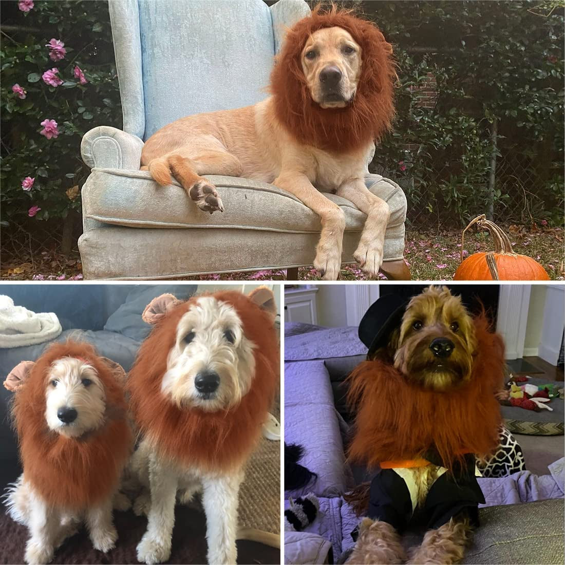 Lion Mane for Dog Costumes, Dog Lion Mane, Realistic Lion Wig for Medium to Large Sized Dogs, Large Dog Halloween Costumes, Lion Mane for Dog, Halloween Costumes for Dogs (Dark Brown)