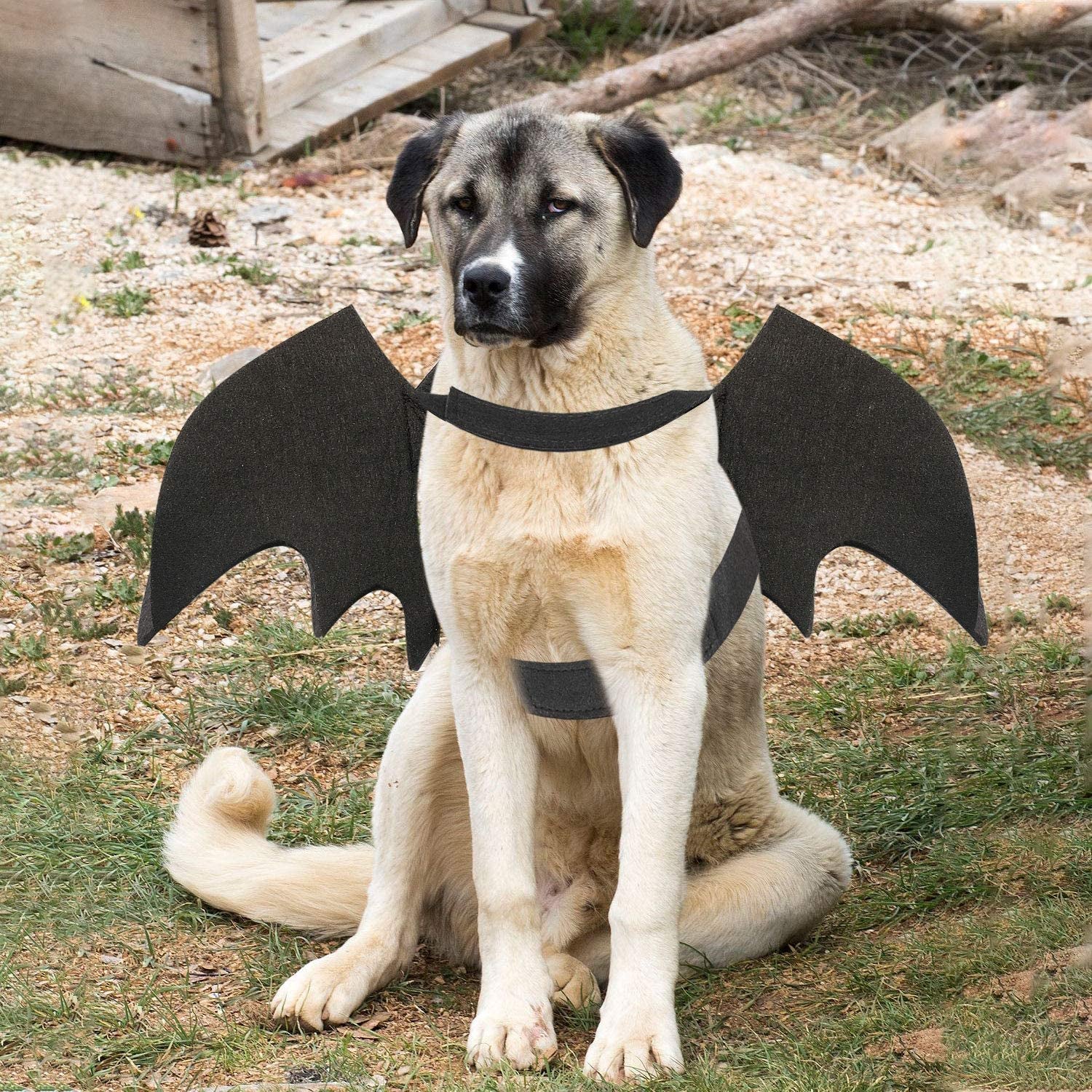 Dog Bat Costume - Halloween Pet Costume Bat Wings Cosplay Dog Costume Cat Costume for Party L